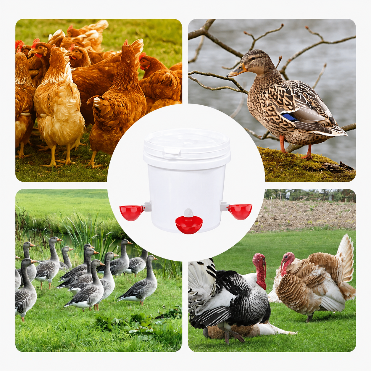10 Pcs Automatic Chicken Waterer Cups with Drill Bit